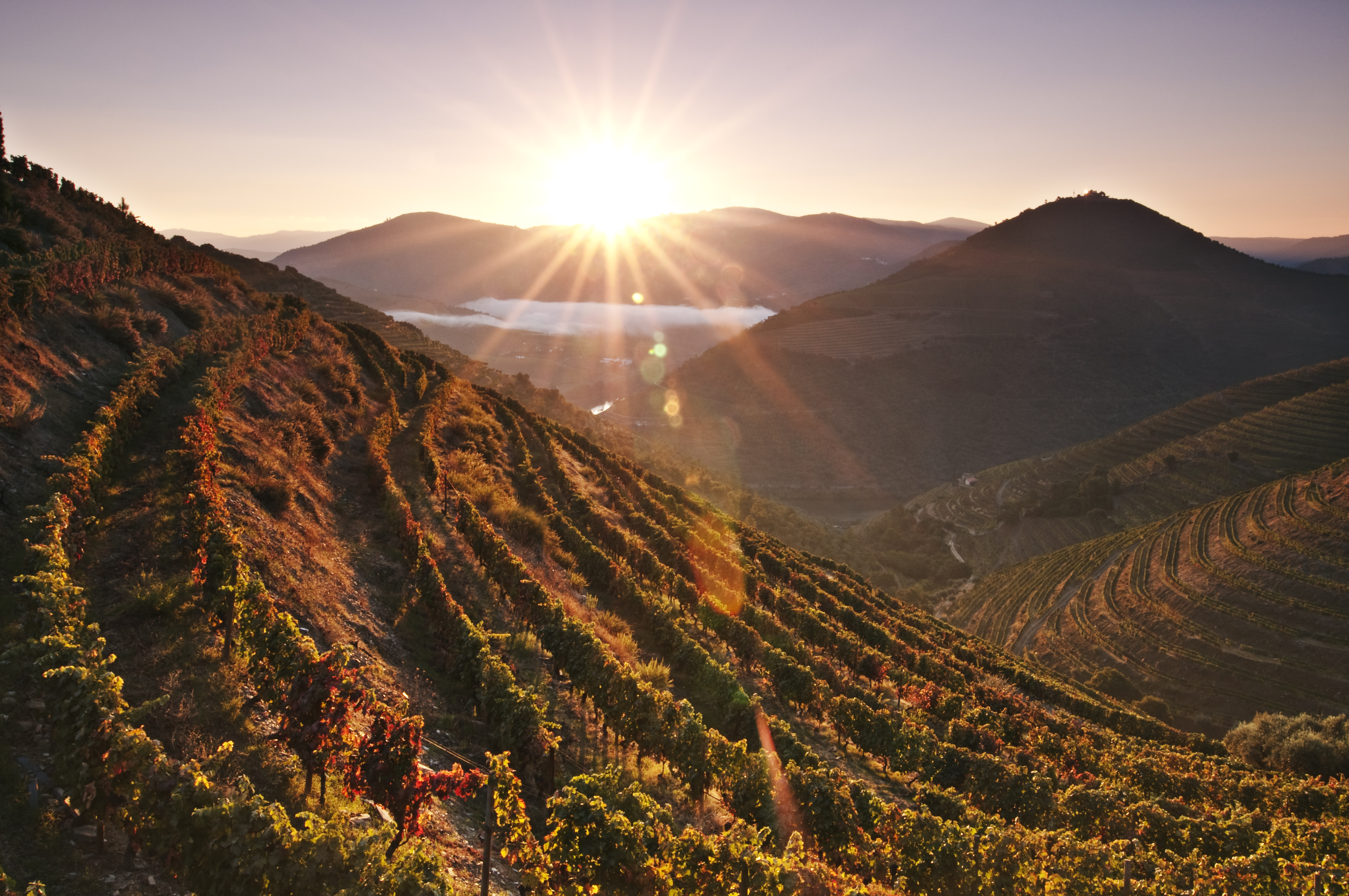 Porque é que o Douro é uma região viníca tão especial?