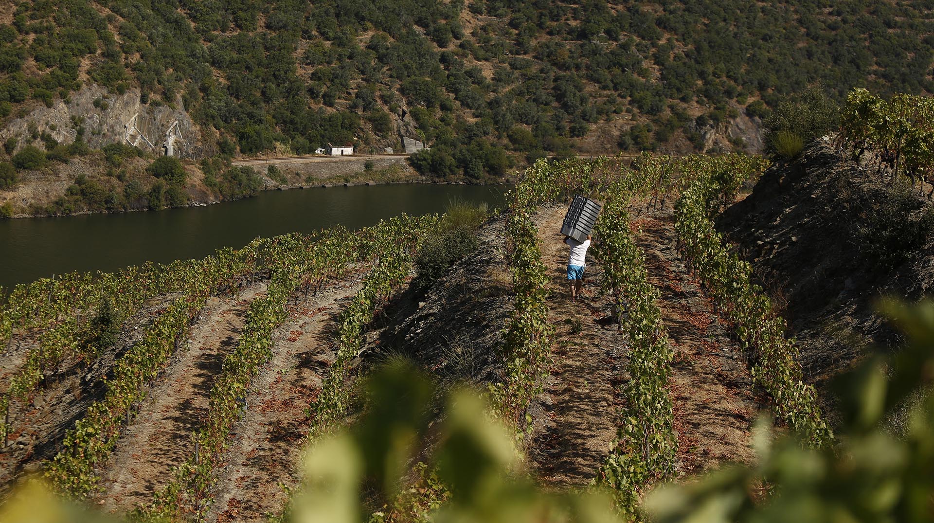 Douro Demarcated Region chosen as "Soil of the Year" 2024
