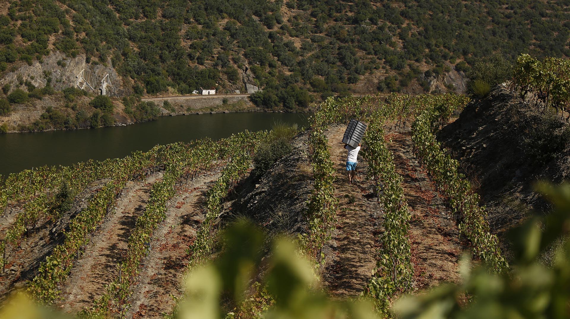 Região Demarcada do Douro escolhida como "Solo do Ano" 2024