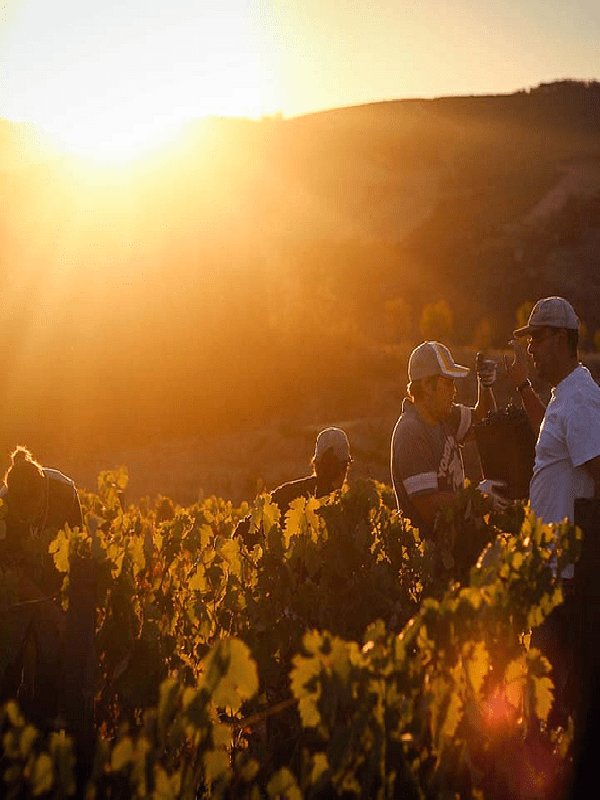 Harvest Day